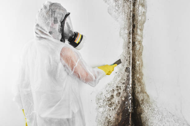 Best Black Mold Removal  in Moweaqua, IL