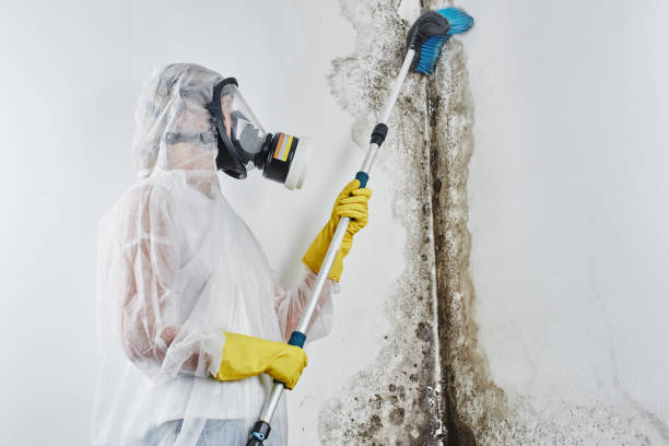 Best Toxic Mold Removal  in Moweaqua, IL