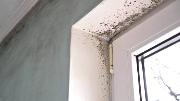 Best Mold Testing  in Moweaqua, IL