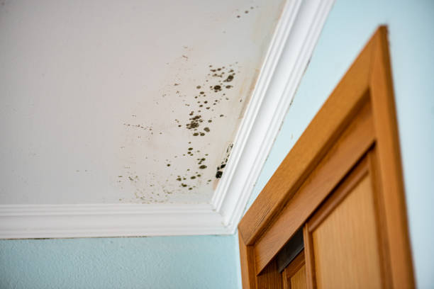 Best Same-Day Mold Removal  in Moweaqua, IL