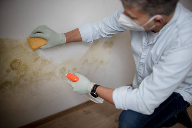 Best Black Mold Removal  in Moweaqua, IL