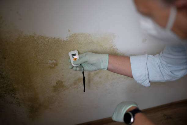 Best Certified Mold Removal  in Moweaqua, IL