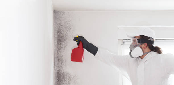 Best Emergency Mold Removal  in Moweaqua, IL