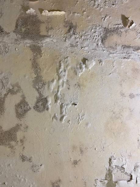 Best Home Mold Removal  in Moweaqua, IL