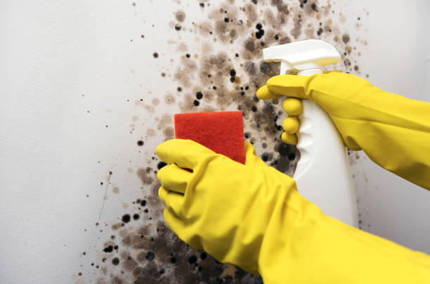 Mold Testing and Removal in Moweaqua, IL
