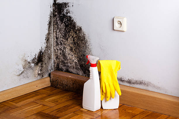 Reliable Moweaqua, IL Mold Removal Solutions