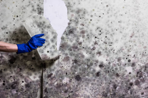 Best Mold Damage Repair  in Moweaqua, IL