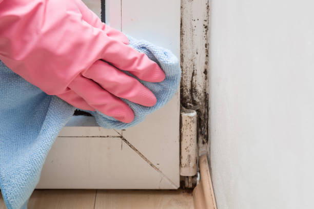 Best Mold Remediation Services  in Moweaqua, IL